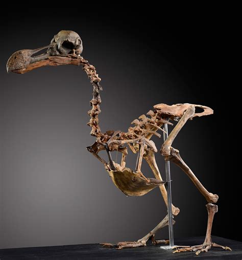 dodo fossil